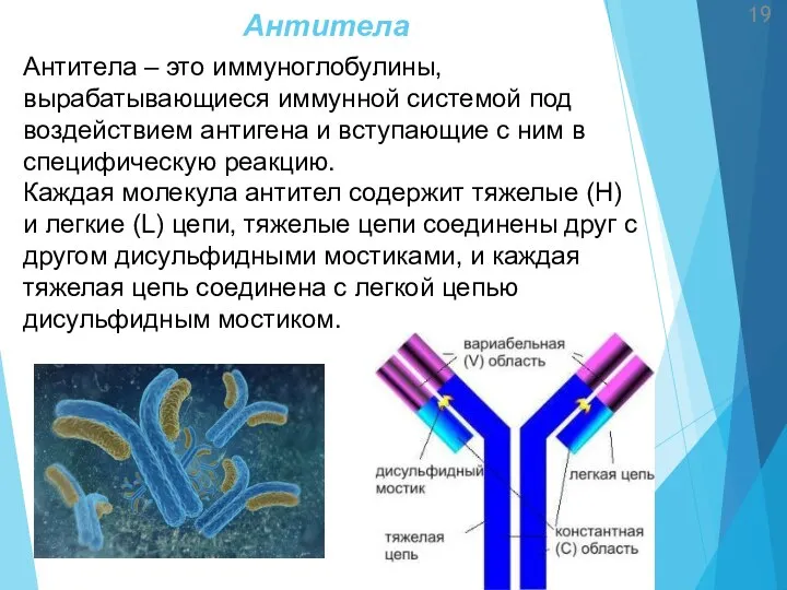 Антитела Антитела – это иммуноглобулины, вырабатывающиеся иммунной системой под воздействием антигена и