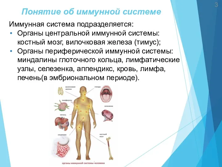 Понятие об иммунной системе 3 Иммунная система подразделяется: Органы центральной иммунной системы: