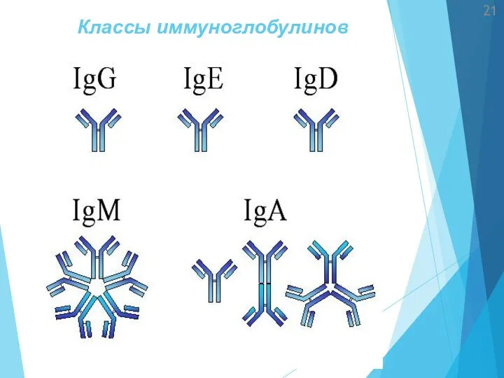 Классы иммуноглобулинов 21