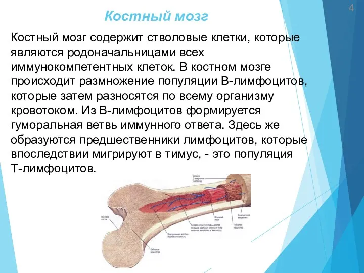 Костный мозг Костный мозг содержит стволовые клетки, которые являются родо­начальницами всех иммунокомпетентных