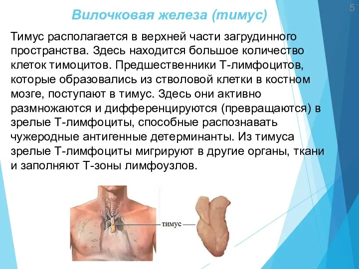 Вилочковая железа (тимус) Тимус располагается в верхней части загрудинного пространства. Здесь находится