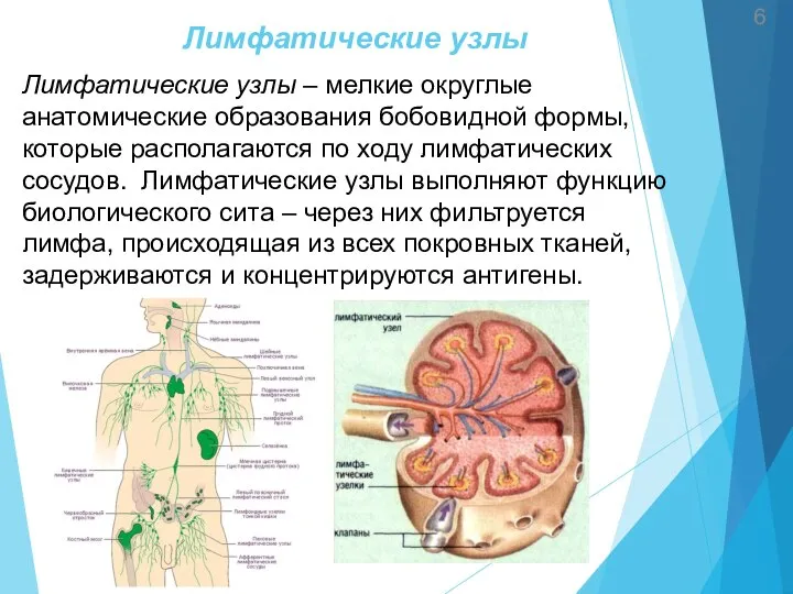 Лимфатические узлы 6 Лимфатические узлы – мелкие округлые анатомические образования бобовидной фор­мы,