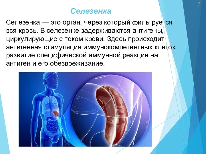 Селезенка 7 Селезенка — это орган, через который фильтруется вся кровь. В