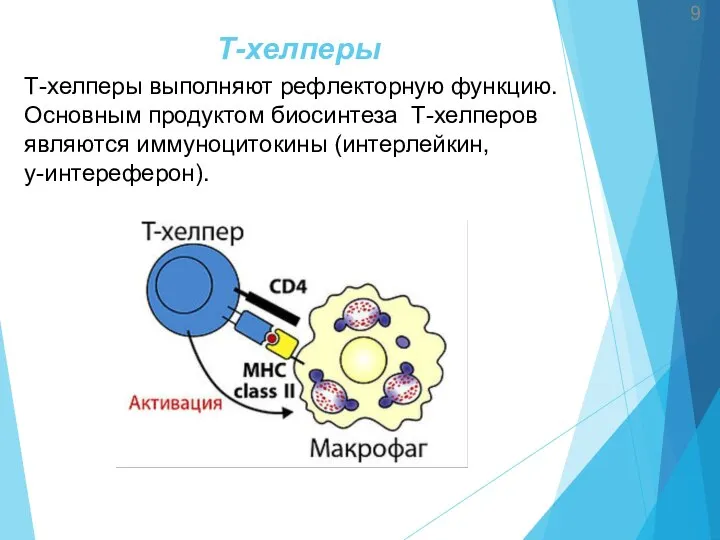 Т-хелперы 9 Т-хелперы выполняют рефлекторную функцию. Основным продуктом биосинтеза Т-хелперов являются иммуноцитокины (интерлейкин, y-интереферон).