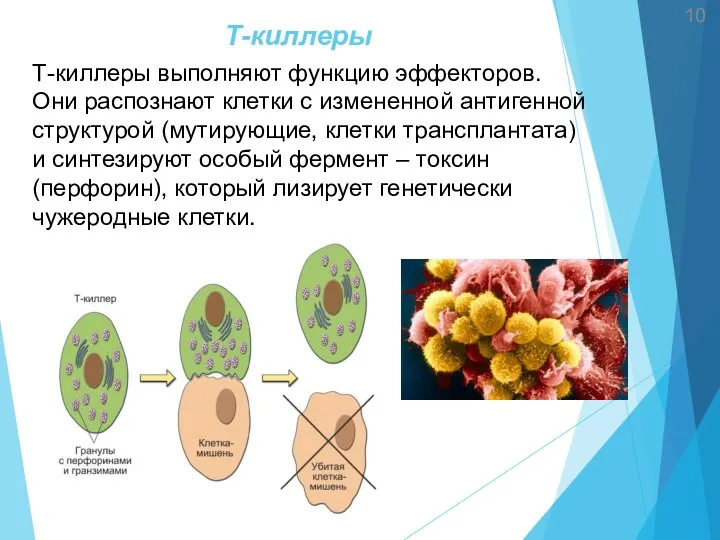 Т-киллеры 10 Т-киллеры выполняют функцию эффекторов. Они распознают клетки с измененной антигенной