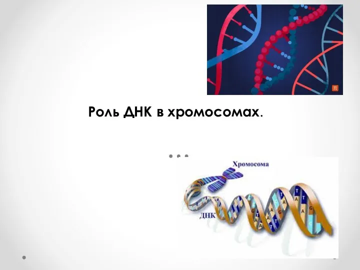Роль ДНК в хромосомах.