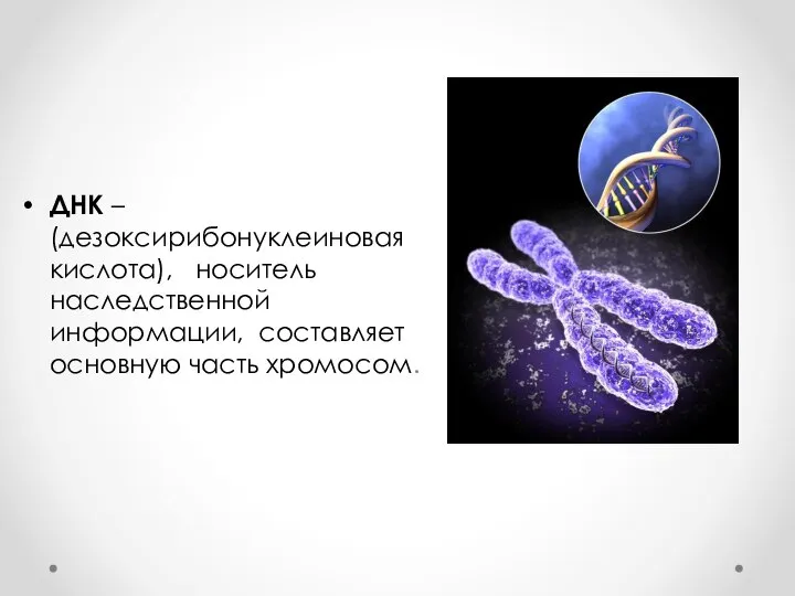 ДНК – (дезоксирибонуклеиновая кислота), носитель наследственной информации, составляет основную часть хромосом.