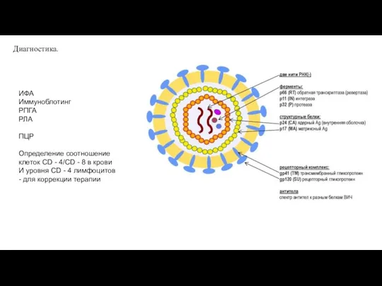 Диагностика. ИФА Иммуноблотинг РПГА РЛА ПЦР Определение соотношение клеток CD - 4/CD