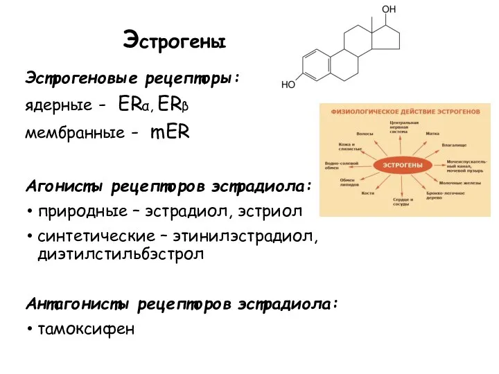 Эстрогены Эстрогеновые рецепторы: ядерные - ERα, ERβ мембранные - mER Агонисты рецепторов