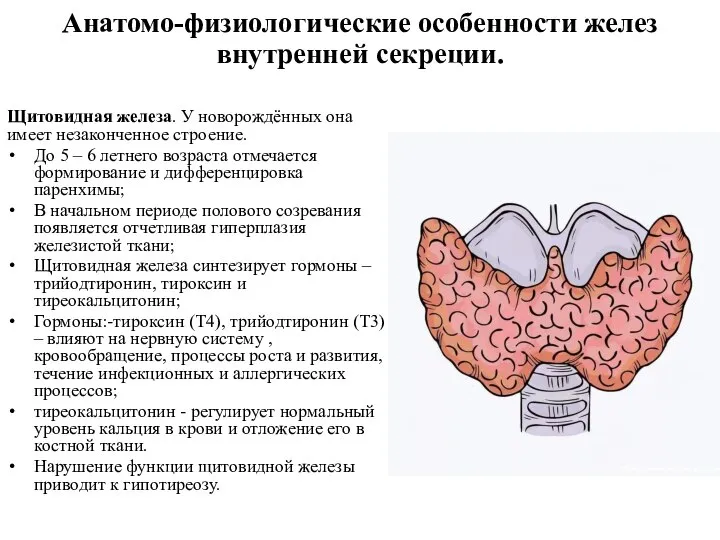 Анатомо-физиологические особенности желез внутренней секреции. Щитовидная железа. У новорождённых она имеет незаконченное