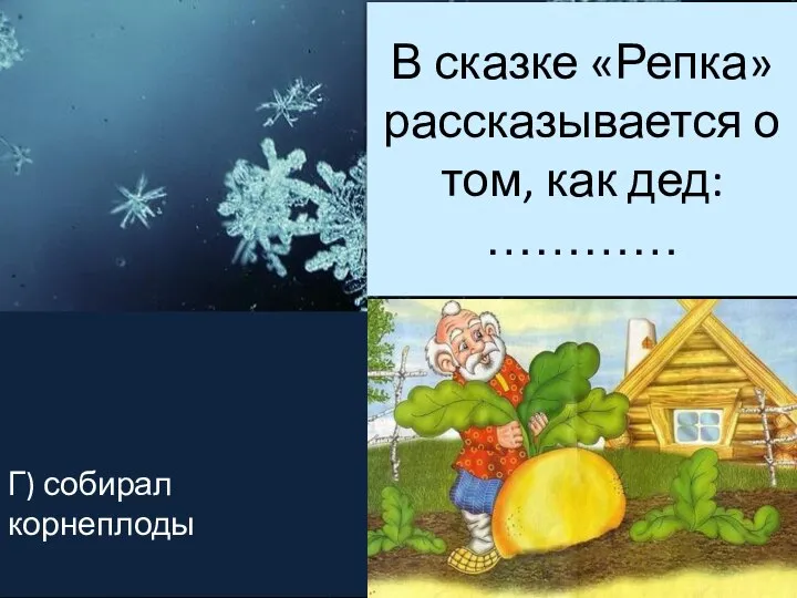 В сказке «Репка» рассказывается о том, как дед: ………… Г) собирал корнеплоды