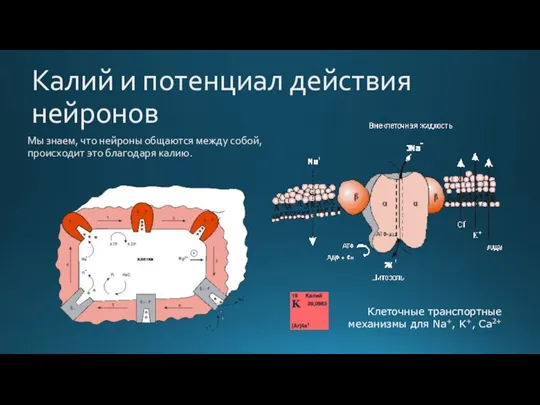 Мы знаем, что нейроны общаются между собой, происходит это благодаря калию. Калий