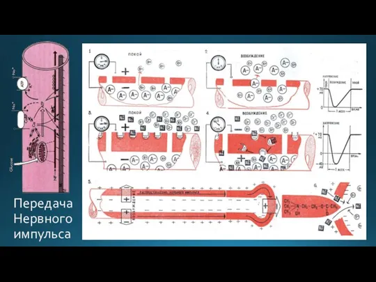 Передача Нервного импульса