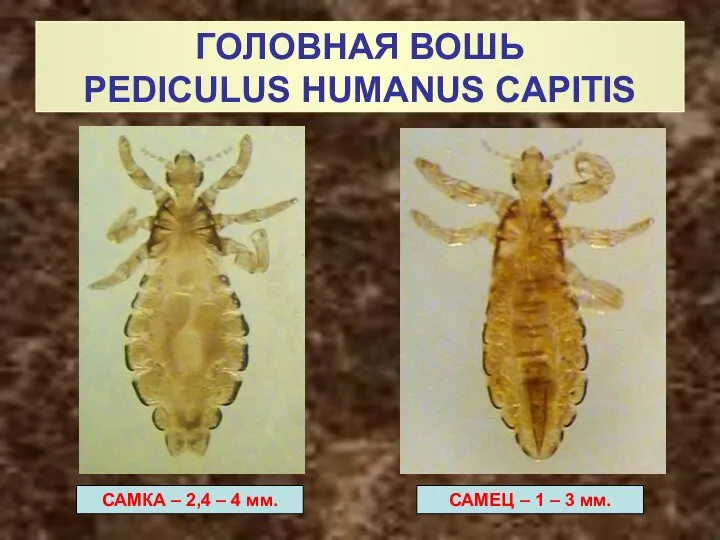 ГОЛОВНАЯ ВОШЬ PEDICULUS HUMANUS CAPITIS САМКА – 2,4 – 4 мм. САМЕЦ
