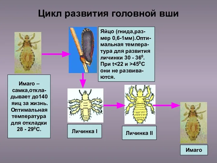 Цикл развития головной вши Имаго – самка,откла- дывает до140 яиц за жизнь.