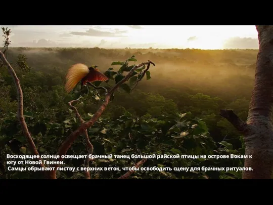 Восходящее солнце освещает брачный танец большой райской птицы на острове Вокам к