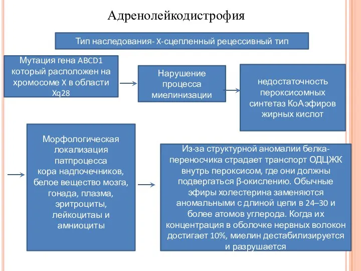 Адренолейкодистрофия Тип наследования- X-сцепленный рецессивный тип Мутация гена ABCD1 который расположен на