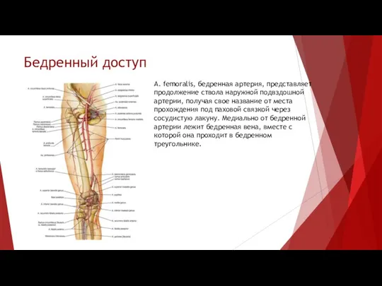 Бедренный доступ A. femoralis, бедренная артерия, представляет продолжение ствола наружной подвздошной артерии,