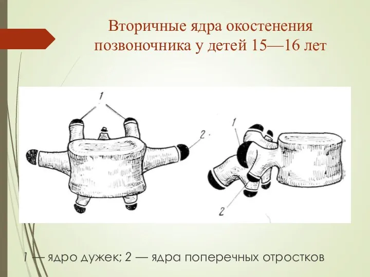 Вторичные ядра окостенения позвоночника у детей 15—16 лет 1 — ядро дужек;