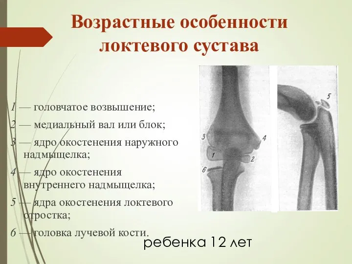 ребенка 12 лет 1 — головчатое возвышение; 2 — медиальный вал или