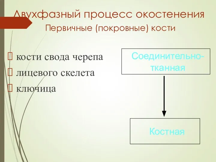 Двухфазный процесс окостенения Первичные (покровные) кости кости свода черепа лицевого скелета ключица Соединительно-тканная Костная