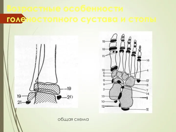 Возрастные особенности голеностопного сустава и стопы общая схема