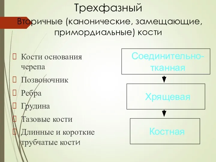 Трехфазный Вторичные (канонические, замещающие, примордиальные) кости Кости основания черепа Позвоночник Ребра Грудина