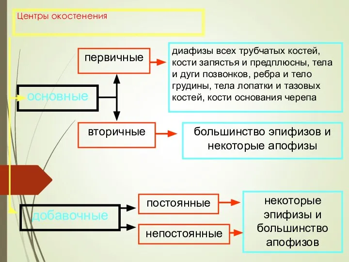 Центры окостенения основные добавочные первичные вторичные постоянные непостоянные некоторые эпифизы и большинство