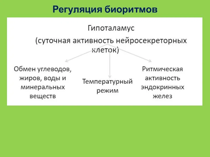 Регуляция биоритмов​