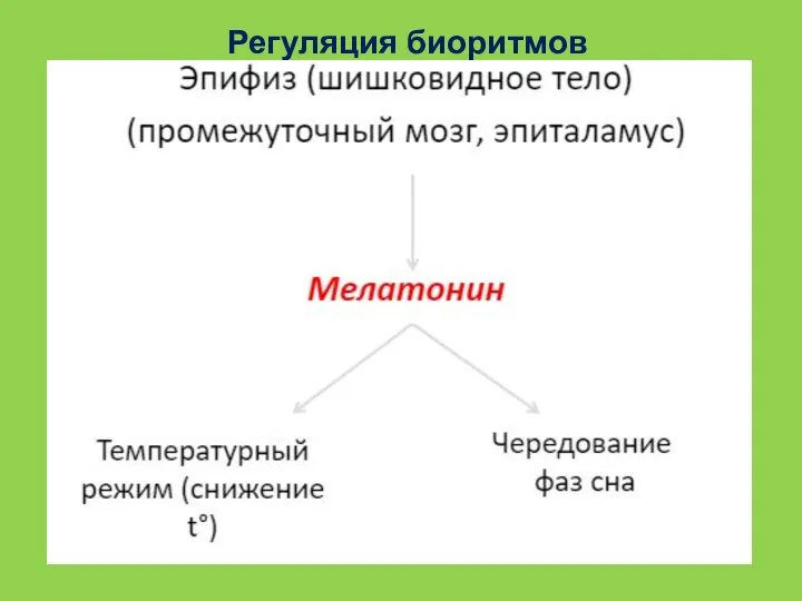 Регуляция биоритмов