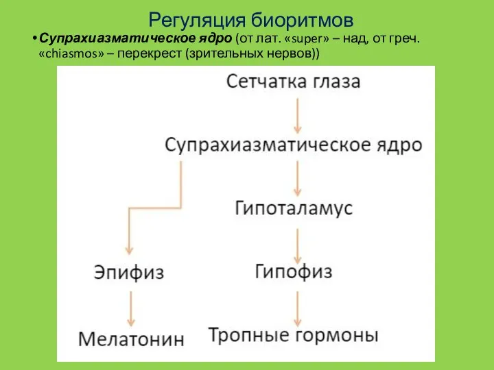 Регуляция биоритмов Супрахиазматическое ядро (от лат. «super» – над, от греч. «chiasmos» – перекрест (зрительных нервов))​