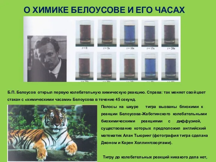 О ХИМИКЕ БЕЛОУСОВЕ И ЕГО ЧАСАХ Б.П. Белоусов открыл первую колебательную химическую