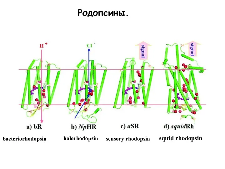 Родопсины. bacteriorhodopsin halorhodopsin sensory rhodopsin squid rhodopsin