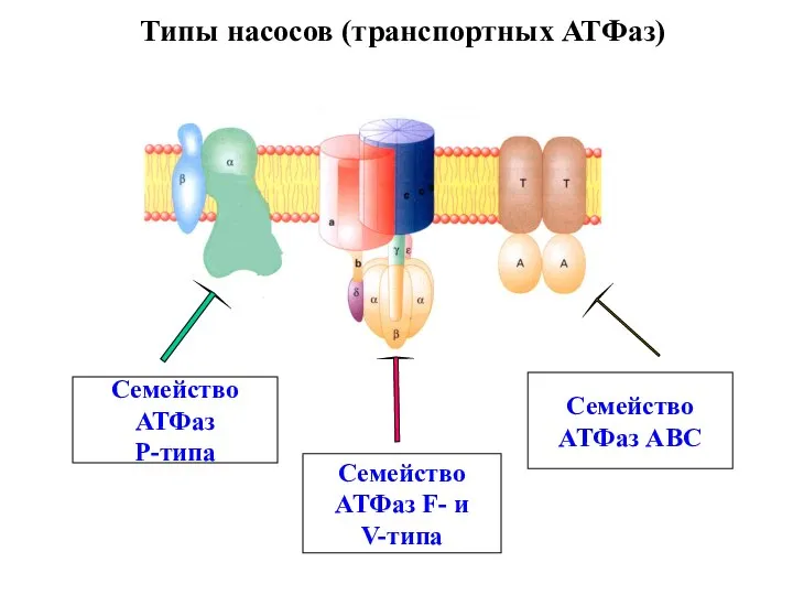 Типы насосов (транспортных АТФаз) Семейство АТФаз Р-типа Семейство АТФаз F- и V-типа Семейство АТФаз АВС