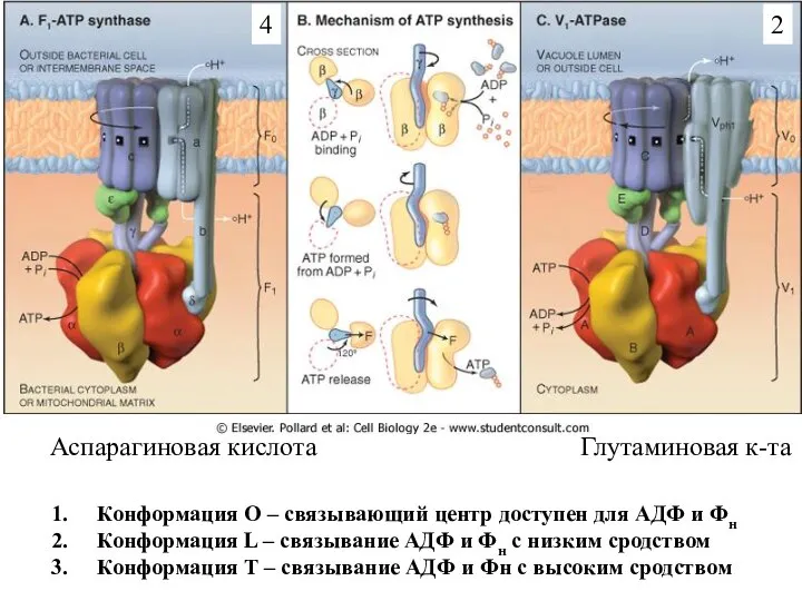 Конформация О – связывающий центр доступен для АДФ и Фн Конформация L