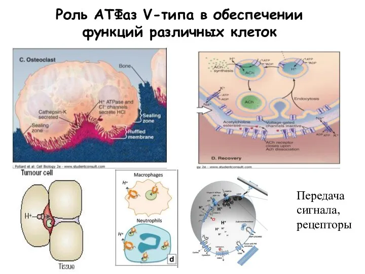 Роль АТФаз V-типа в обеспечении функций различных клеток Передача сигнала, рецепторы