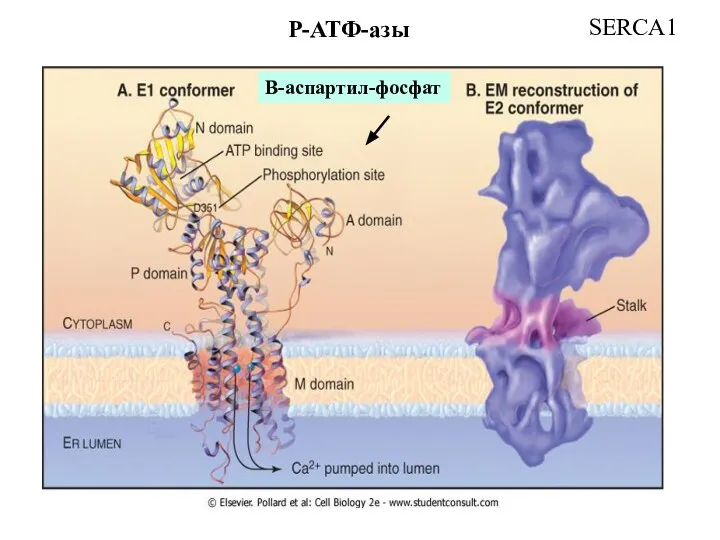 Р-АТФ-азы Β-аспартил-фосфат SERCA1