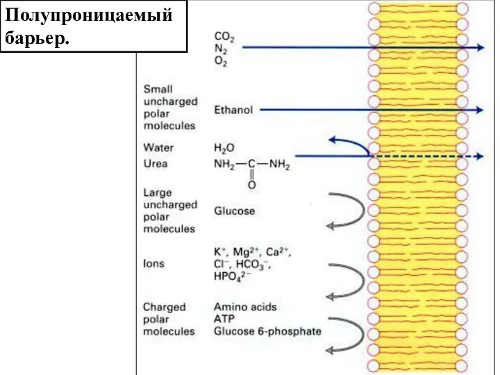 Полупроницаемый барьер.