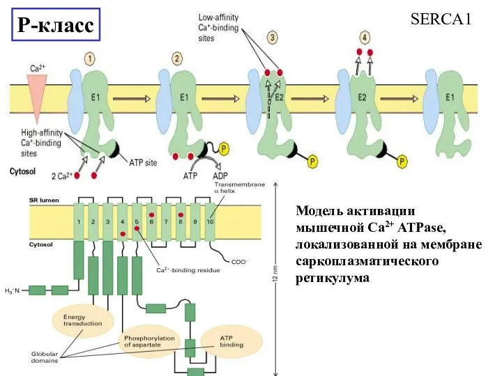 Модель активации мышечной Ca2+ ATPase, локализованной на мембране саркоплазматического ретикулума P-класс SERCA1