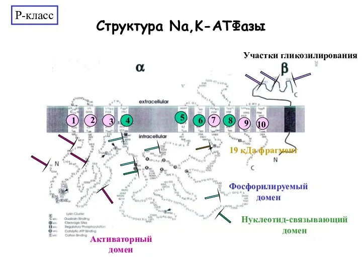 Структура Na,K-АТФазы Нуклеотид-связывающий домен Активаторный домен 5 4 6 8 19 кДа