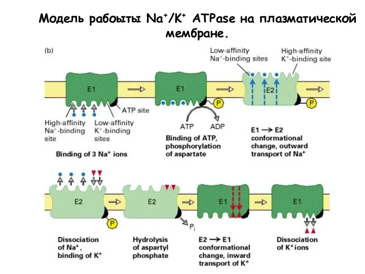 Модель рабоыты Na+/K+ ATPase на плазматической мембране.