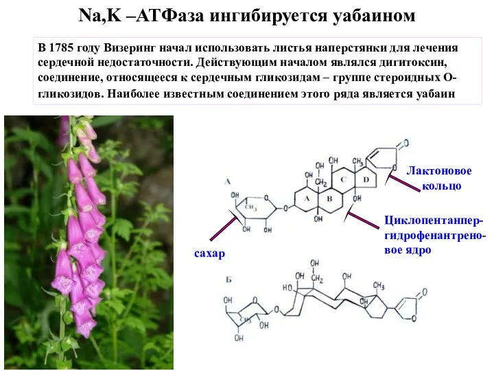 Na,K –ATФаза ингибируется уабаином В 1785 году Визеринг начал использовать листья наперстянки