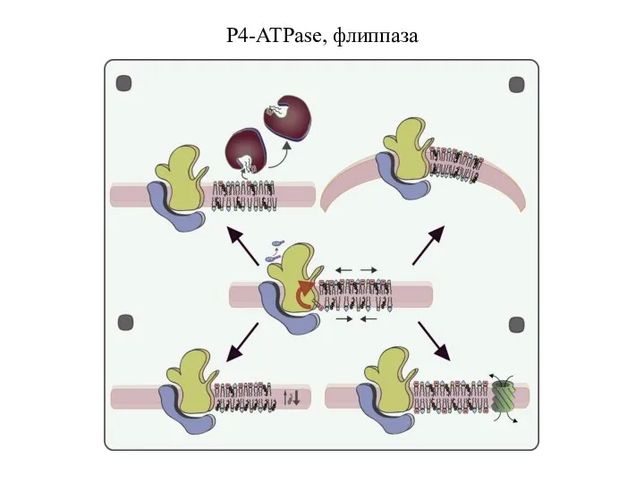 P4-ATPase, флиппаза