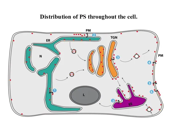 Distribution of PS throughout the cell.