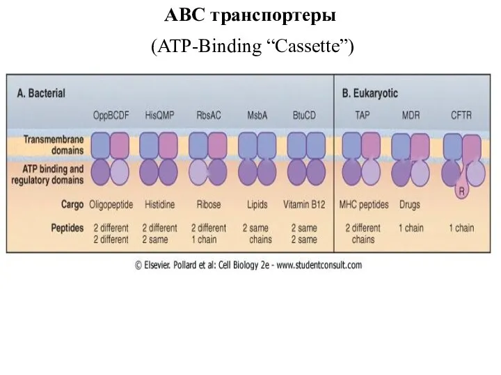 ABC транспортеры (ATP-Binding “Cassette”)
