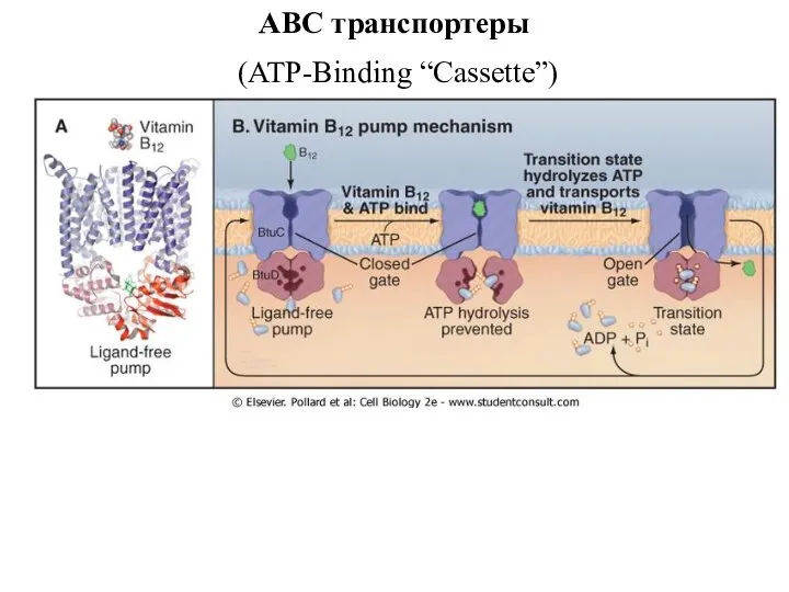 ABC транспортеры (ATP-Binding “Cassette”)