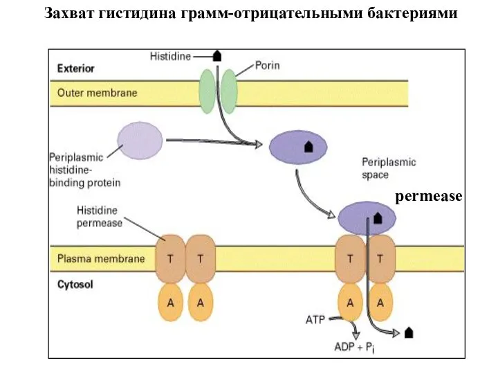 Захват гистидина грамм-отрицательными бактериями permease