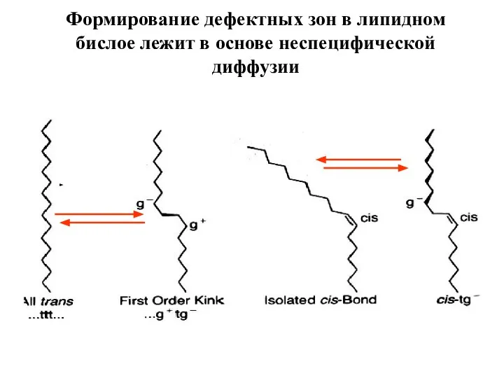 Формирование дефектных зон в липидном бислое лежит в основе неспецифической диффузии