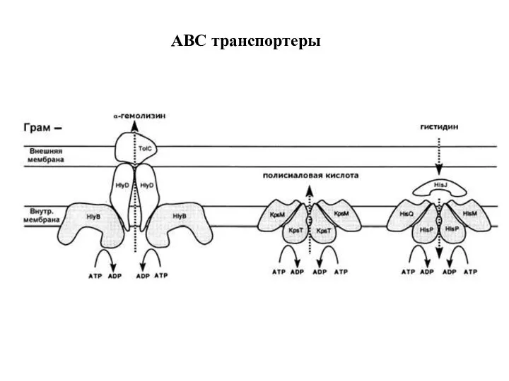 ABC транспортеры