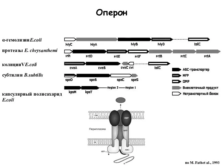 α-гемолизинE.coli протеазы E. chrysanthemi колицинVE.coli субтилин B.subtilis капсулярный полисахарид E.coli по M. Fathеt al., 1993 Оперон